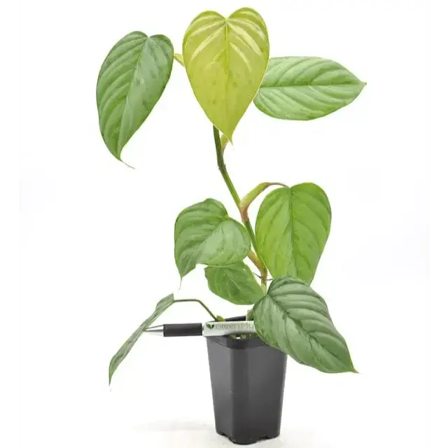 Philodendron Sodiroi