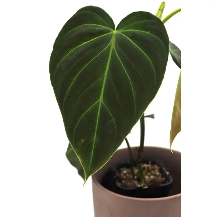 Philodendron Splendid