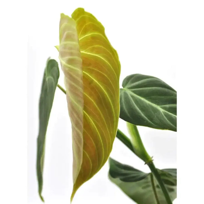 Philodendron Splendid