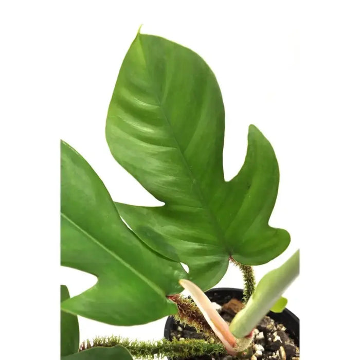 Philodendron Squamiferum