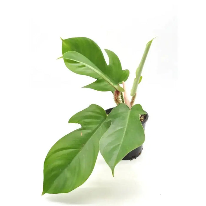 Philodendron Squamiferum