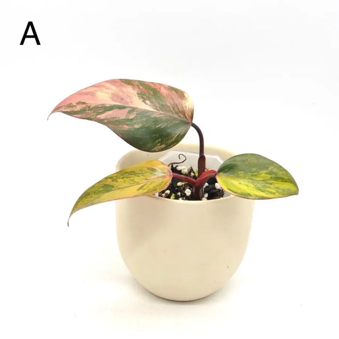 Philodendron Strawberry Shake - A - indoor plant