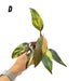 Philodendron Strawberry Shake - D - indoor plant