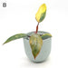 Philodendron Strawberry Shake - indoor plant