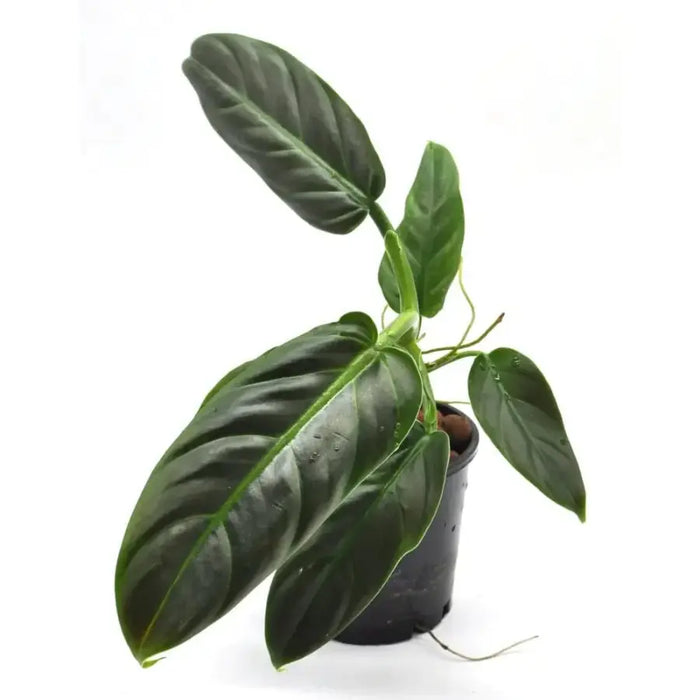 Philodendron Subhastaum