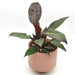 Philodendron Sun Red