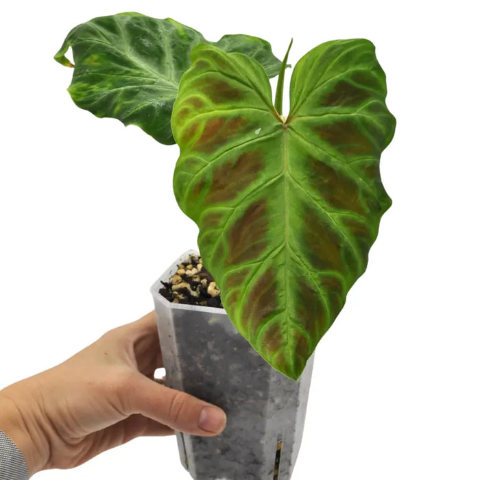 Philodendron Verrucosum - indoor plant