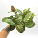 Silver Band Maranta