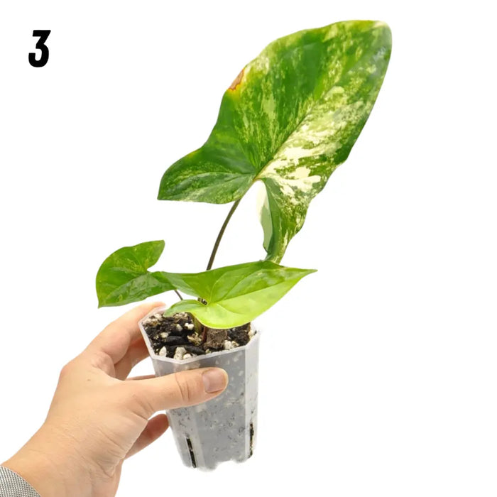 Syngonium Aurea - 3