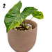 Syngonium Aurea