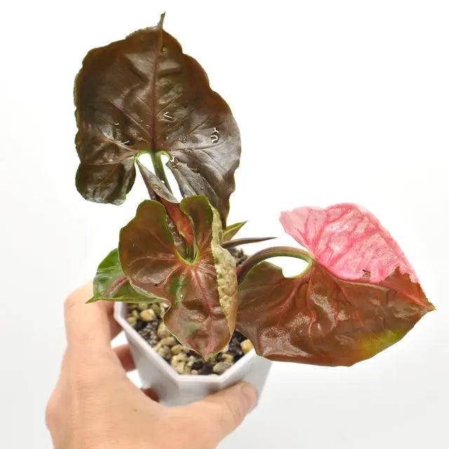 Syngonium Strawberry Ice