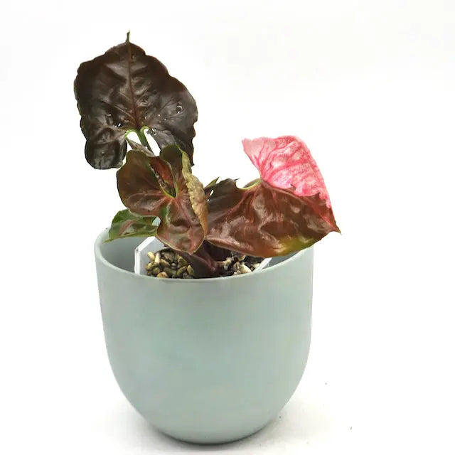 Syngonium Strawberry Ice