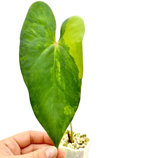 Variegated Anthurium Lucens - indoor plant