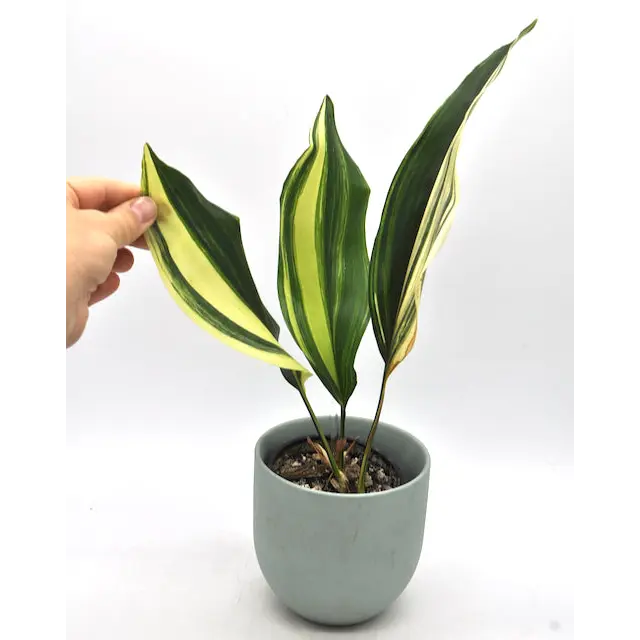 Variegated Aspidistra elatior (Cast Iron)