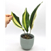 Variegated Aspidistra elatior (Cast Iron)