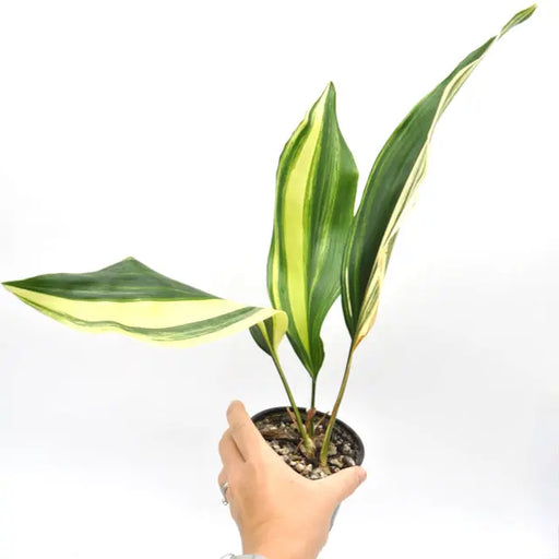 Variegated Aspidistra elatior (Cast Iron)