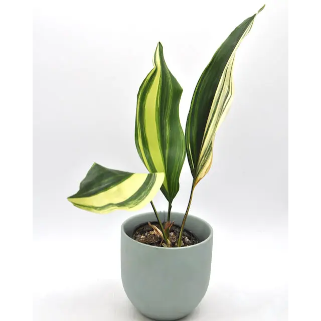 Variegated Aspidistra elatior (Cast Iron)