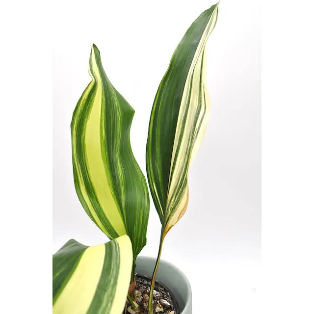 Variegated Aspidistra elatior (Cast Iron)