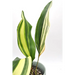 Variegated Aspidistra elatior (Cast Iron)