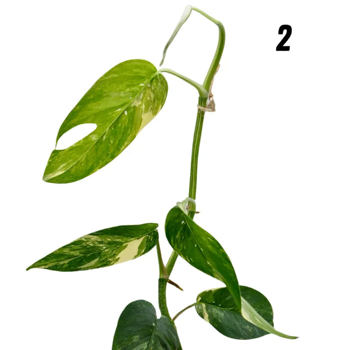 Variegated Epipremnum Pinnatum (large)