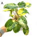 Variegated Philodendron Burle Marx - A - indoor plant