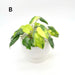 Variegated Philodendron Burle Marx - indoor plant