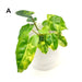 Variegated Philodendron Burle Marx - indoor plant