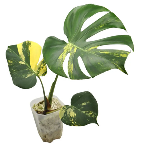 Yellow Monstera Deliciosa ’Thai Constellation’