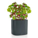 PILA Planter 35