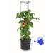 Maze Tomato Grower Planter 300