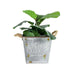 Farmers Market Galv-Rust Square Bucket-Planter  NEW Plants & Pots