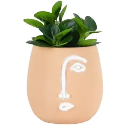 Pablo Coral Potplanter w/Hole & Plug